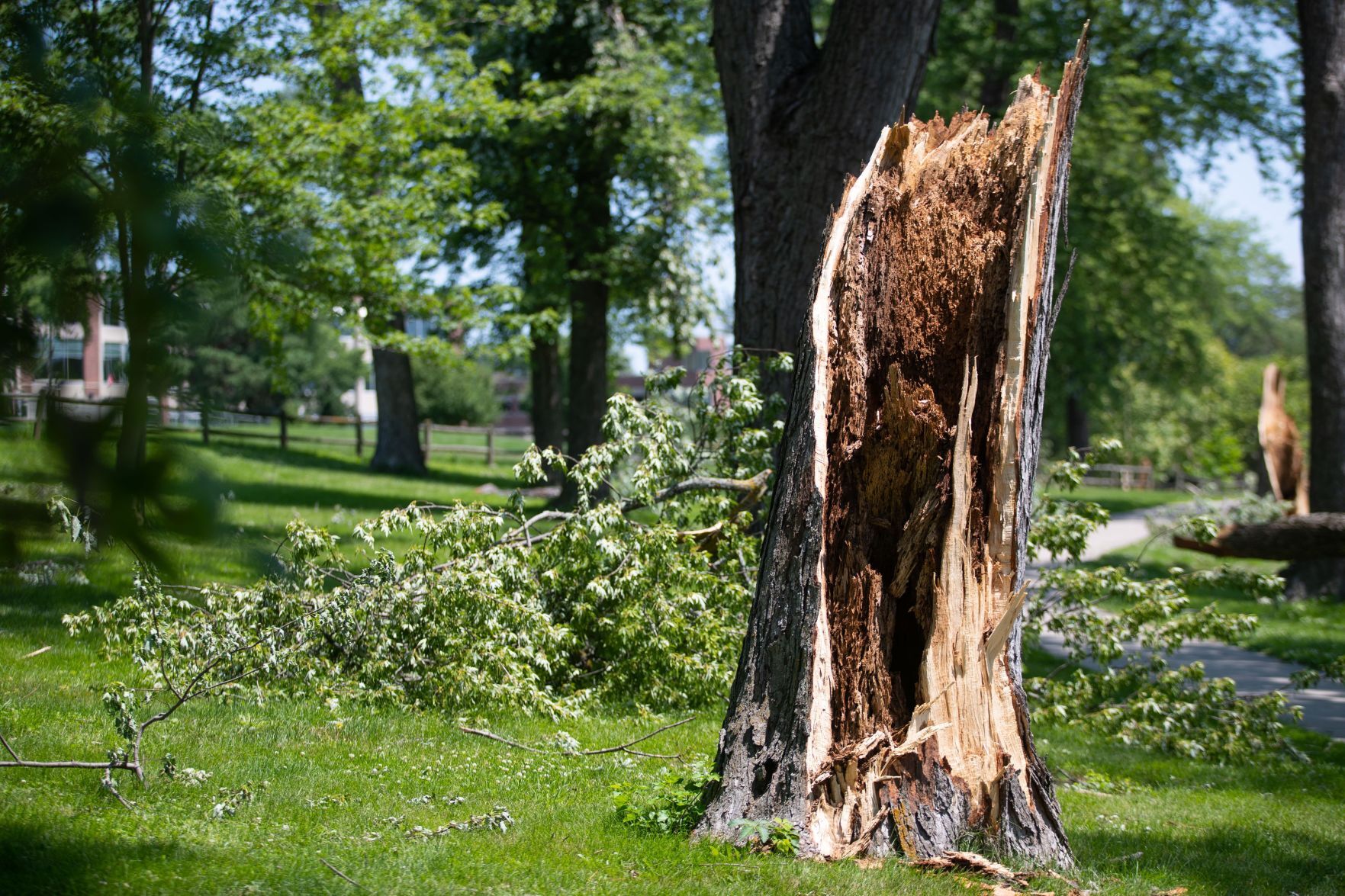 071321-owh-new-trees-LS04.JPG